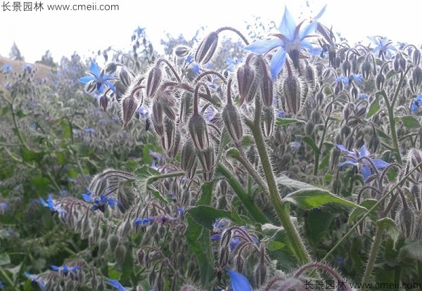 琉璃苣種子發芽出苗開花圖片