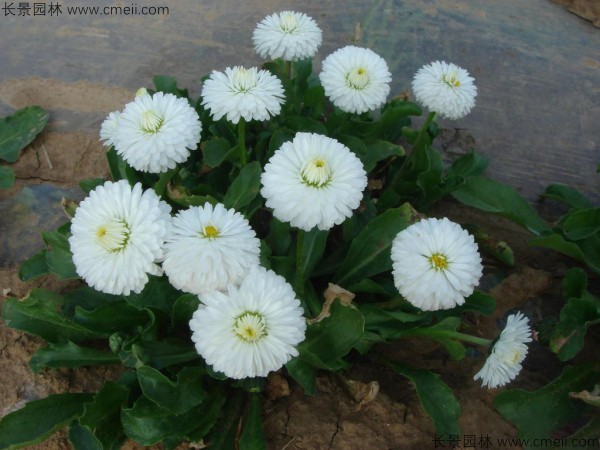 雛菊種子發(fā)芽出苗開(kāi)花圖片