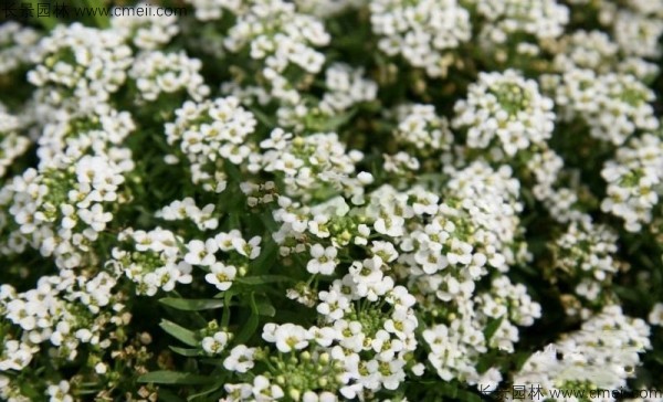 香雪球種子發芽出苗開花圖片