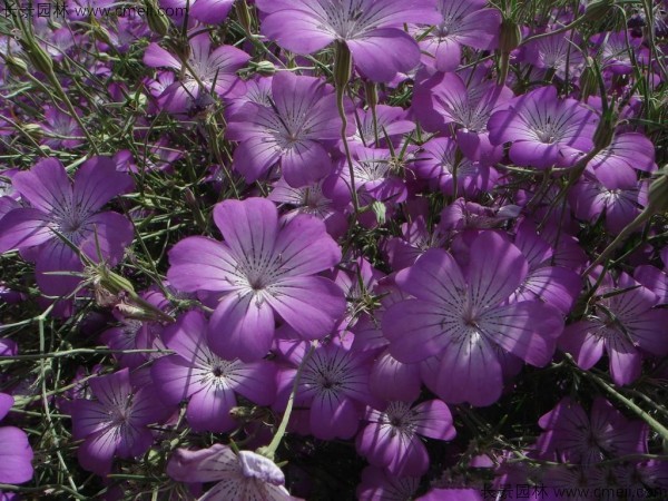 麥仙翁種子發芽出苗開花圖片