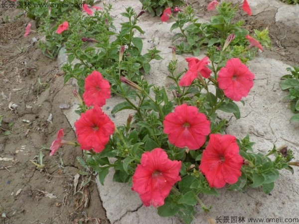 牽牛花種子發芽出苗開花圖片