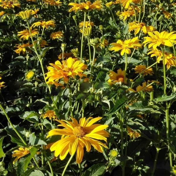 日光菊種子發芽出苗開花圖片