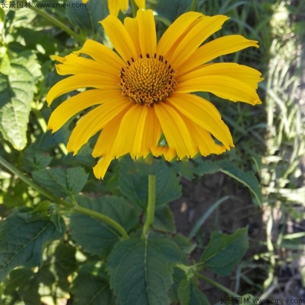 日光菊種子發芽出苗開花圖片