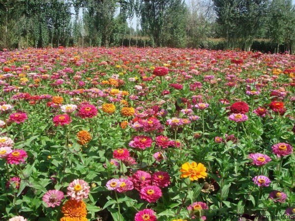 百日草種子發芽出苗開花圖片