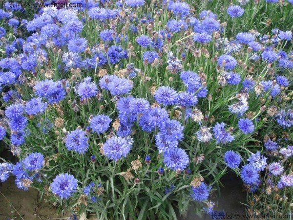 矢車菊種子發(fā)芽出苗開(kāi)花圖片