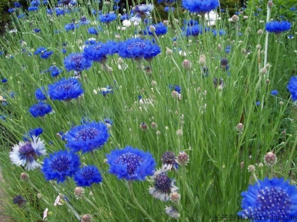 矢車菊種子發(fā)芽出苗開(kāi)花圖片