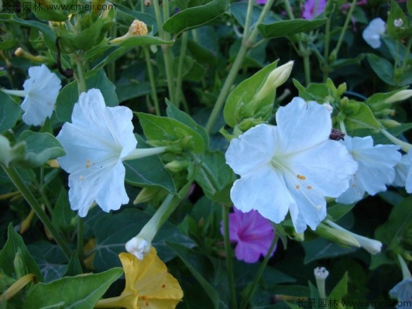 紫茉莉種子發芽出苗開花圖片