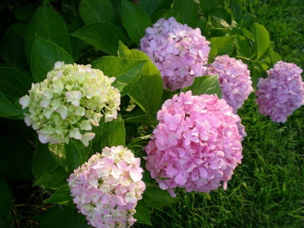 繡球花種子發芽出苗開花圖片