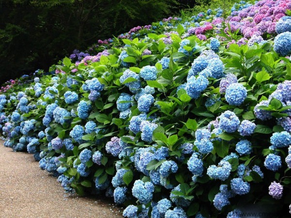 繡球花種子發芽出苗開花圖片