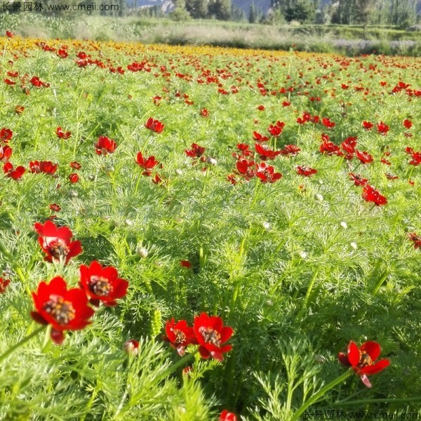 茼蒿菊種子發(fā)芽出苗開(kāi)花圖片