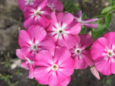 福祿考種子什么時候開花