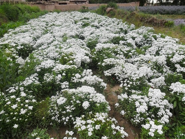 蜂室花種子發芽出苗開花圖片