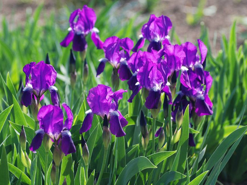 藍花鳶尾