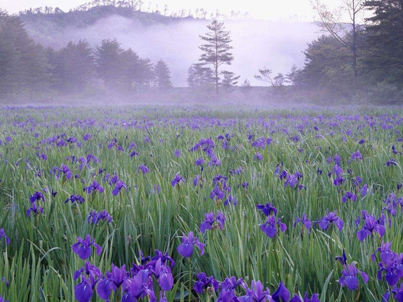 藍花鳶尾