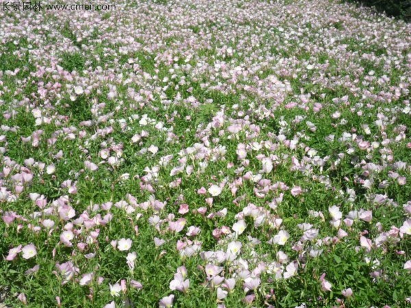 美麗月見草種子發芽出苗開花圖片