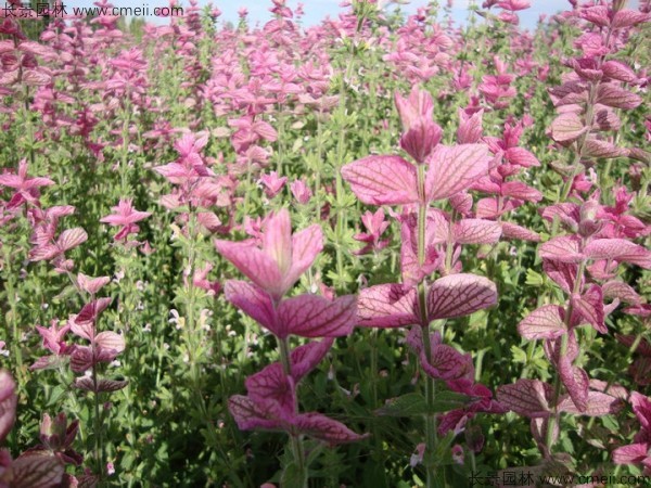 鼠尾草種子發芽出苗開花圖片