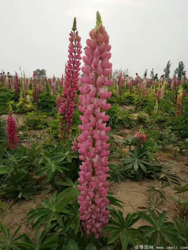 魯冰花種子發芽出苗開花圖片