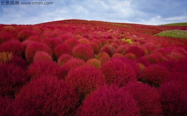 紅葉地膚種子發芽出苗圖片