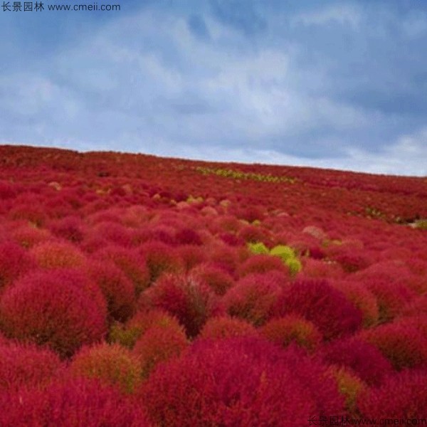 紅葉地膚種子發芽出苗圖片