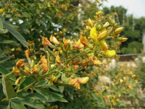 木豆種子發芽出苗開花圖片