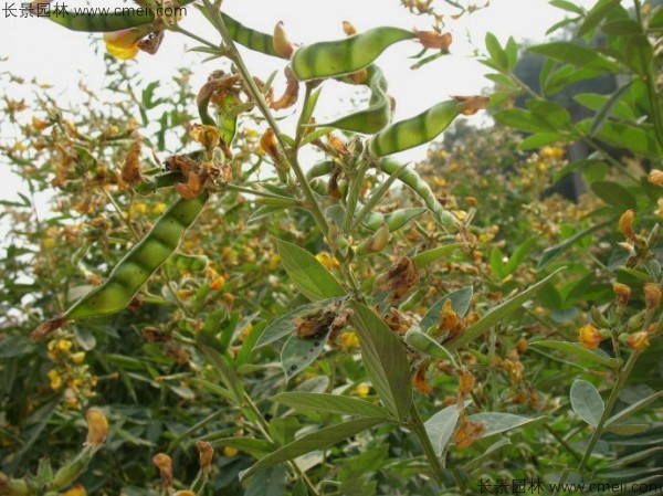 木豆種子發芽出苗開花圖片