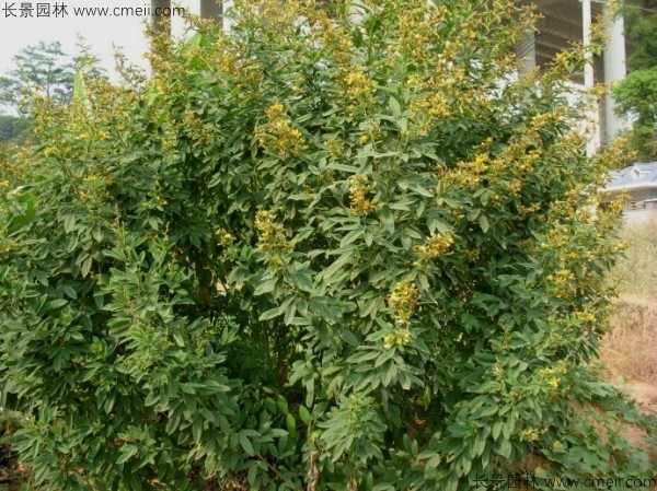 木豆種子發芽出苗開花圖片