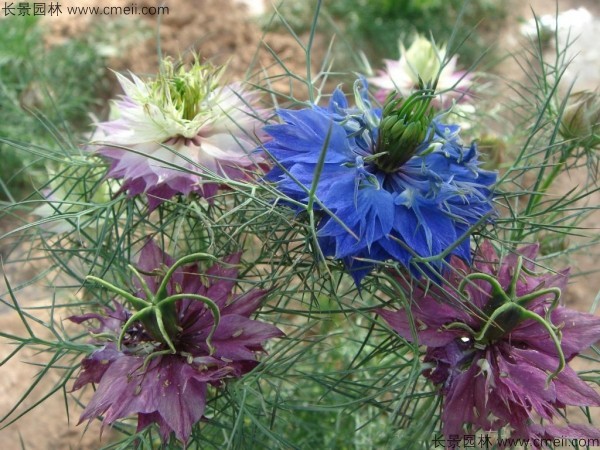 波斯寶石種子發(fā)芽出苗開(kāi)花圖片