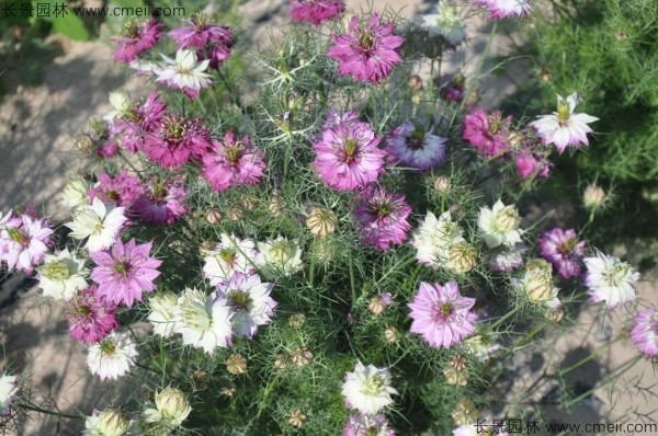 波斯寶石種子發(fā)芽出苗開(kāi)花圖片