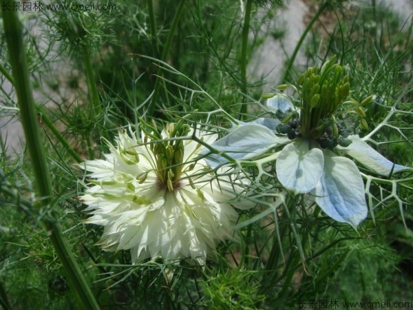 波斯寶石種子發芽出苗開花圖片