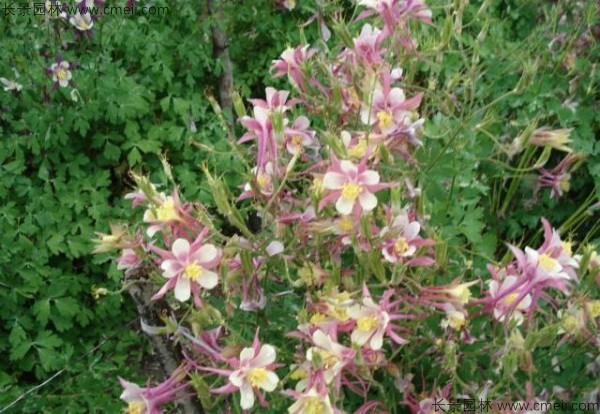 大花耬斗菜種子發(fā)芽出苗開(kāi)花圖片