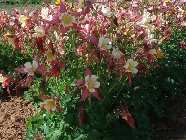 大花耬斗菜種子發(fā)芽出苗開(kāi)花圖片