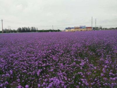 柳葉馬鞭草花語是什么