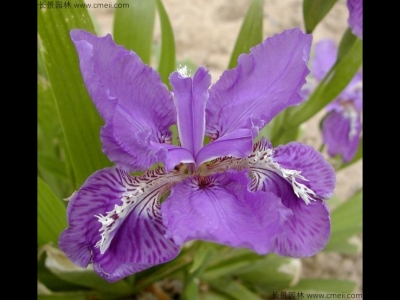 藍花鳶尾耐寒嗎