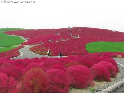 紅葉地膚如何養護？