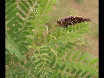 紫穗槐什么時候發芽