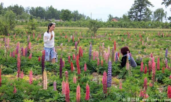 羽扇豆種子發芽出苗開花圖片