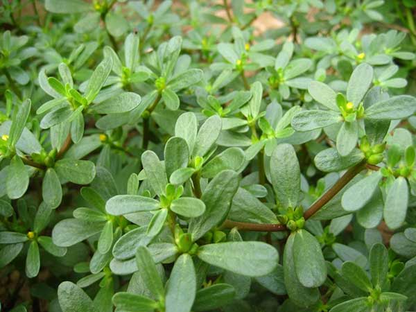 馬齒莧種子發(fā)芽出苗開花圖片