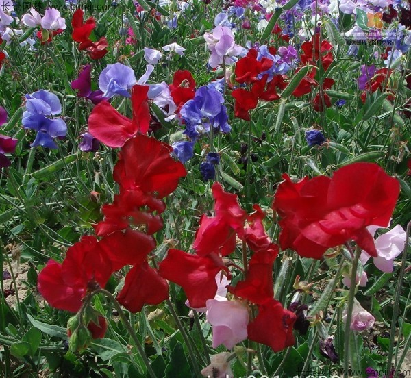 香豌豆種子發芽出苗開花圖片