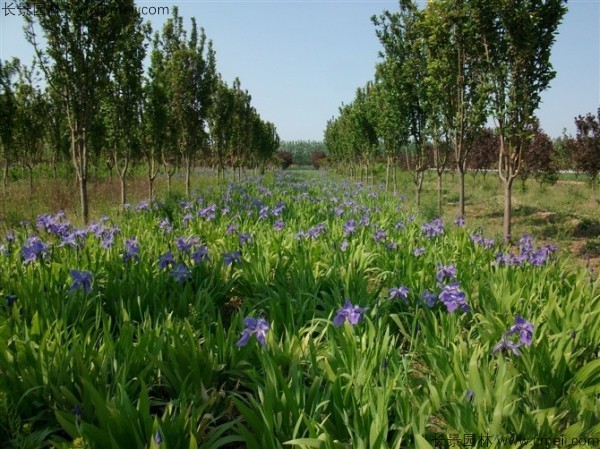 藍花鳶尾種子發芽出苗開花圖片