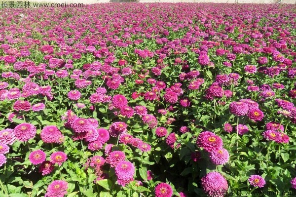 百日草種子發芽出苗開花圖片