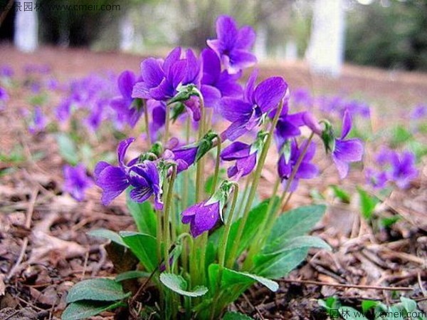 紫花地丁種子發芽出苗開花圖片