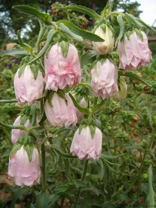 風鈴花種子發(fā)芽出苗開花圖片