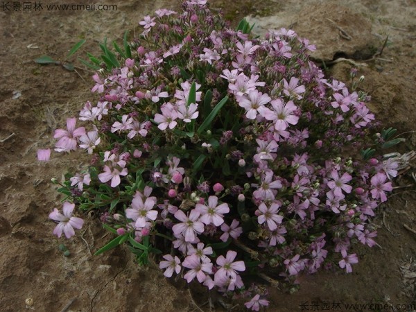 滿天星植物開(kāi)花圖片