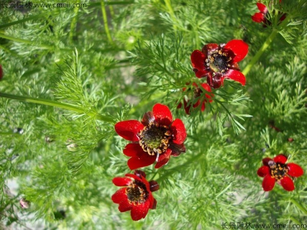 福壽花種子發芽出苗開花圖片