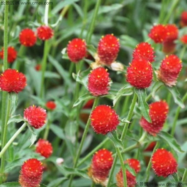 千日紅種子發(fā)芽出苗開(kāi)花圖片