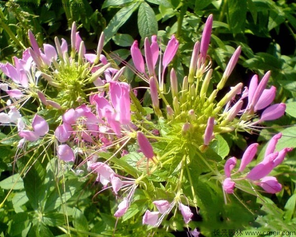 醉蝶花種子發(fā)芽出苗開花圖片