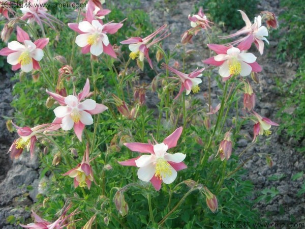 耬斗菜種子發(fā)芽出苗開花圖片