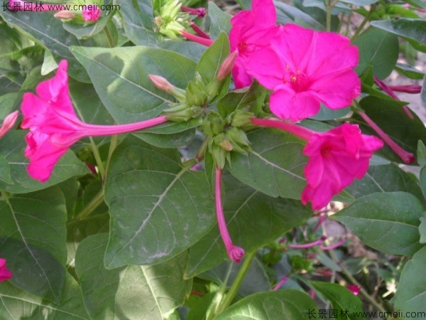 紫茉莉種子發芽出苗開花圖片