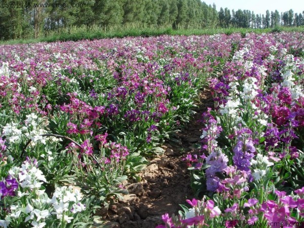 紫羅蘭種子發芽出苗開花圖片