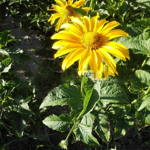 日光菊種子發芽出苗開花圖片